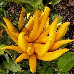 Limonero Mano de Buda MPS