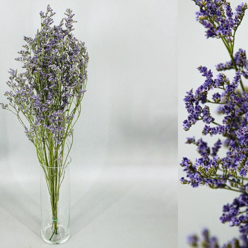 Limonium Preservado
