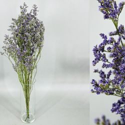 Limonium Preservado