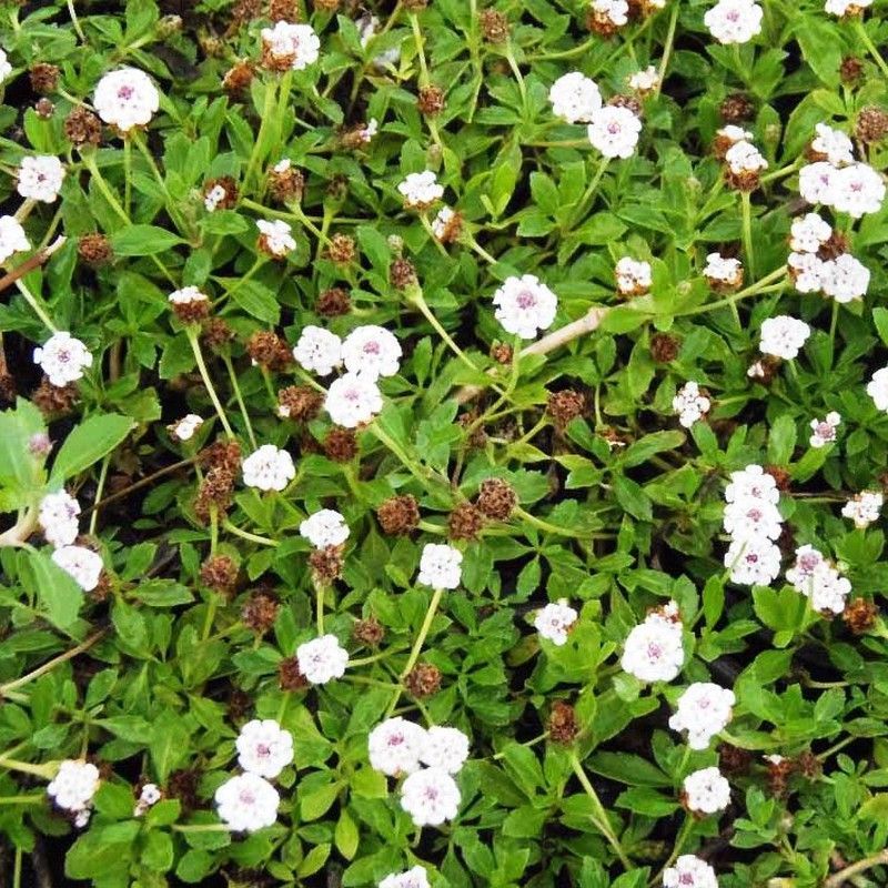 Lippia Nodiflora Caja 15 uds.