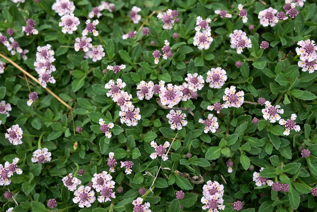 Lippia nodiflora - Phyla nodiflora