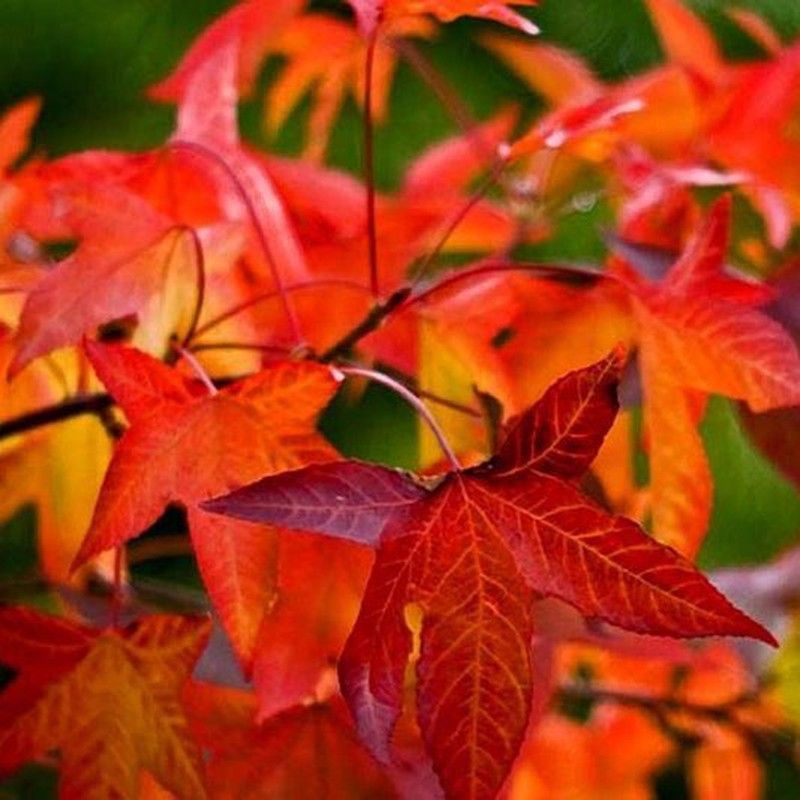 Liquidambar Styraciflua