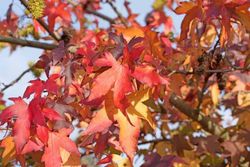 Liquidambar styraciflua en alveolo forestal