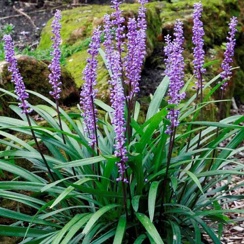 Liriope Muscari Caja 6 uds.