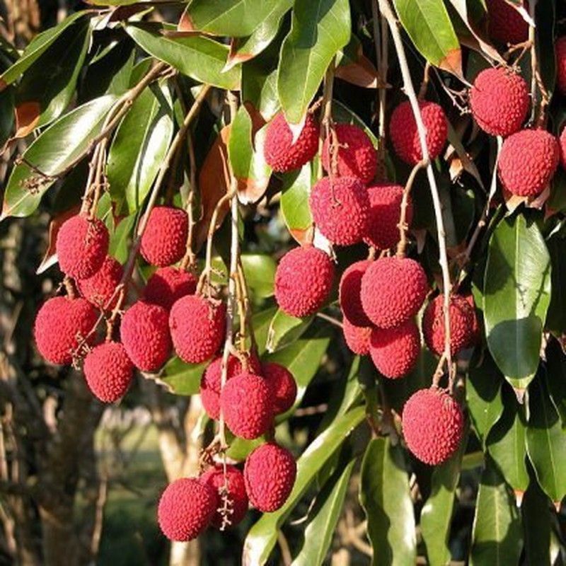 Litchi
