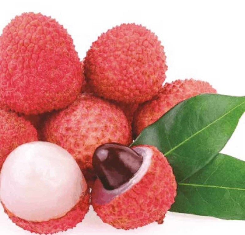 Litchi (Chinensis) Variedad Mauritius / Planta de 1 año