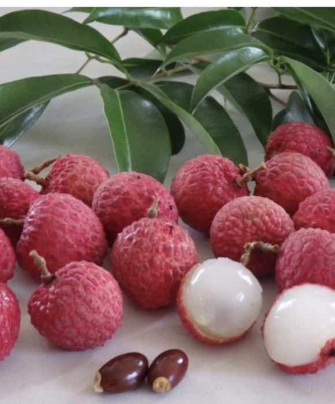 Litchi (Chinensis) Variedad Wai Chee / Planta de 1 año