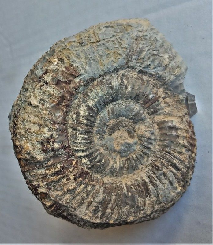 Lithacoceras kreutzi