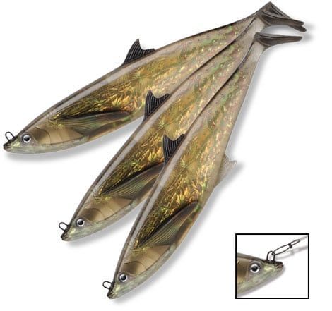 Live Dredge Mackerel