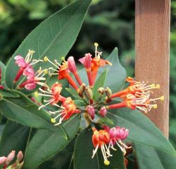 Lonicera henryi - planta de madreselva.