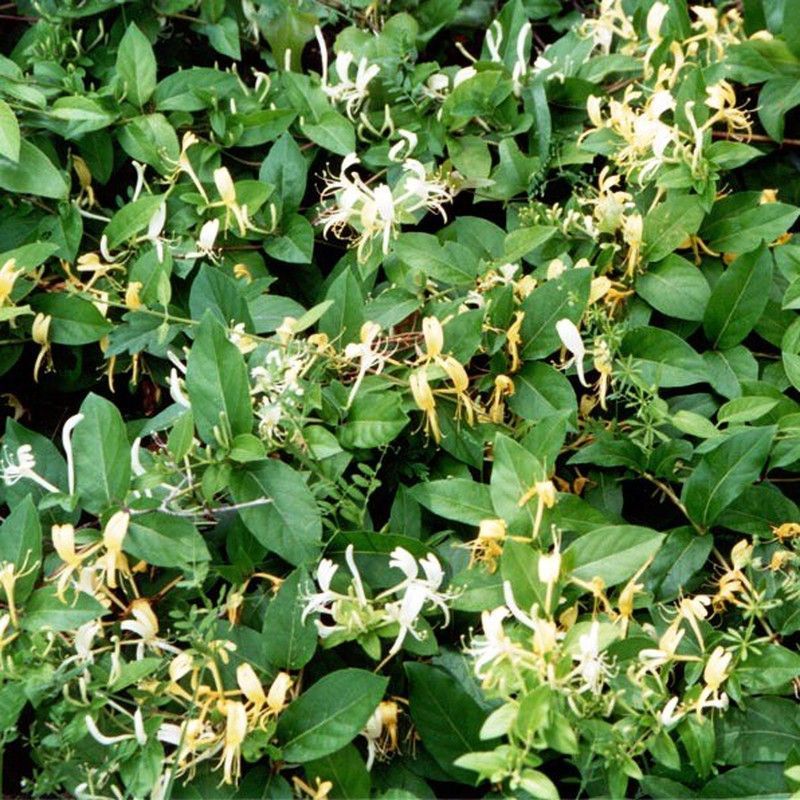 Lonicera Japónica Madreselva