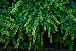 Lonicera nitida - Madreselva de hoja