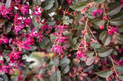 Loropetalum chinense "Black Pearl"