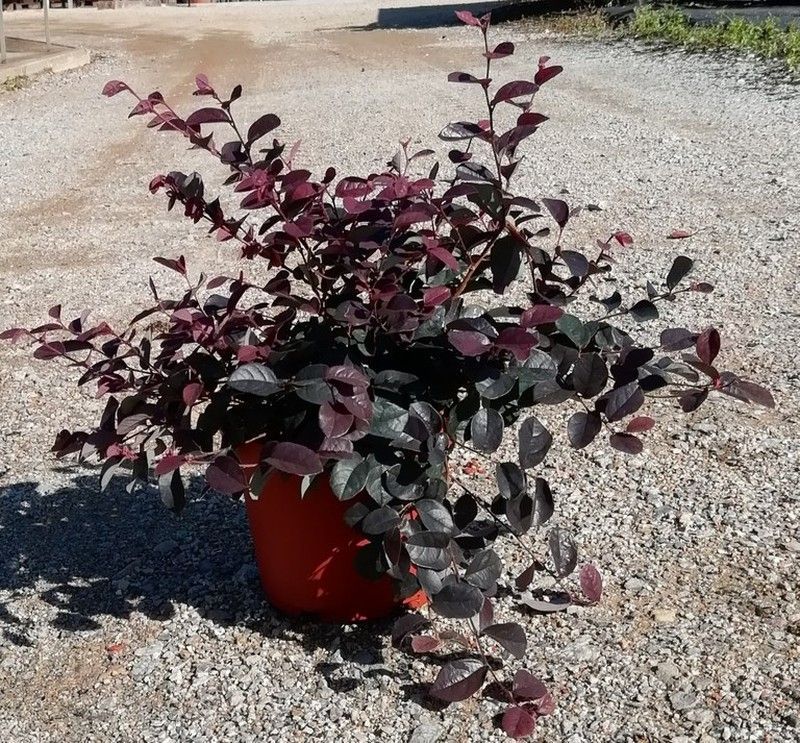 Loropetalum chinensis