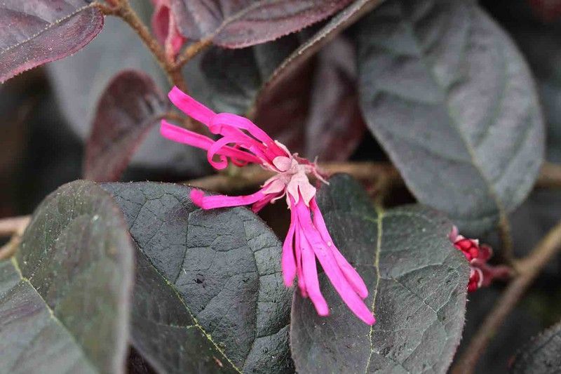 Loropetalum, Loropetalum chinensis 'Fire dance'