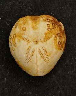 Lovenia forbesi (sobre matriz arenosa)