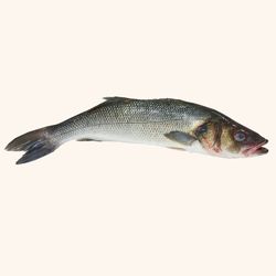 Lubina Salvaje . 1.200Kg aprox.