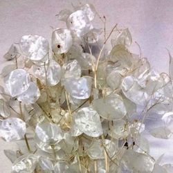 Lunaria Natural seca (Moneda del Papa)