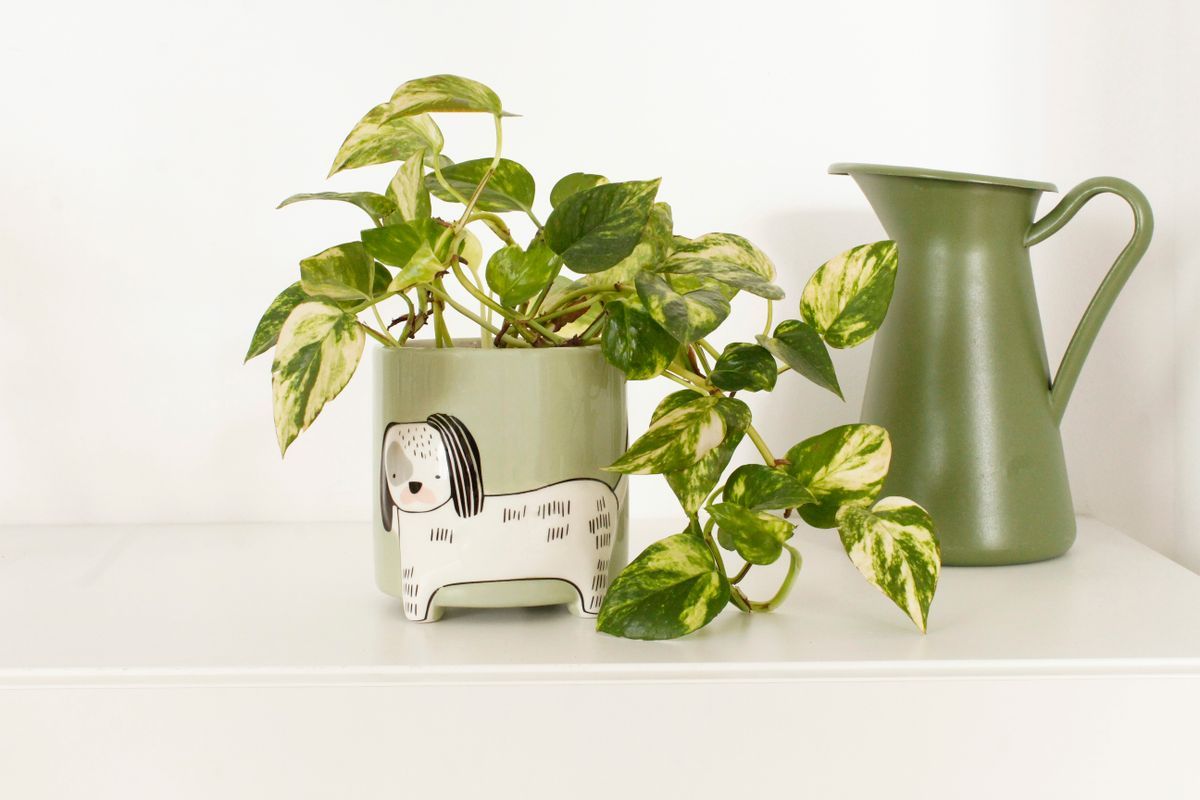 Maceta Perro Ideal Regalo Winkee