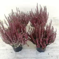 Macetas Callunas secas