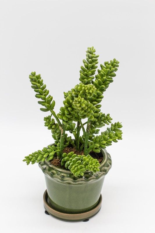 Macetero de cerámica verde con planta de sedum