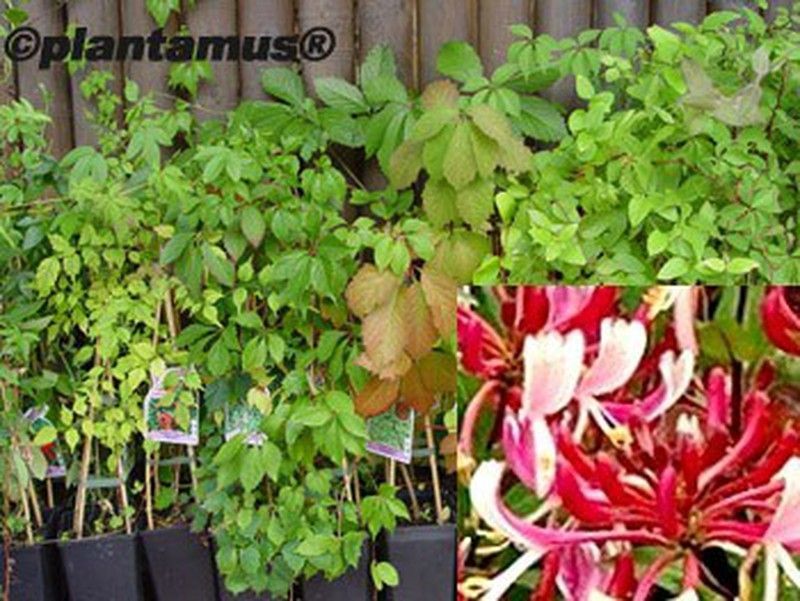 Madreselva roja, Lonicera japonica Red World