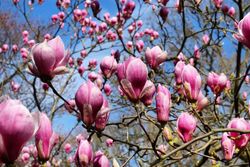 Magnolia de flor rosa, soulangeana rosa