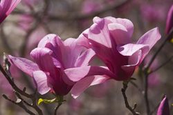 Magnolia Galaxy en maceta