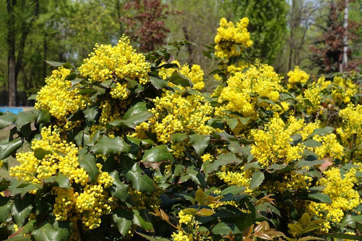 Mahonia aquifolium - uva de oregón