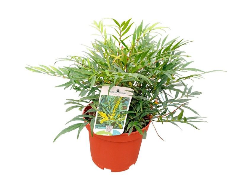 Mahonia confusa "Nara hiri"