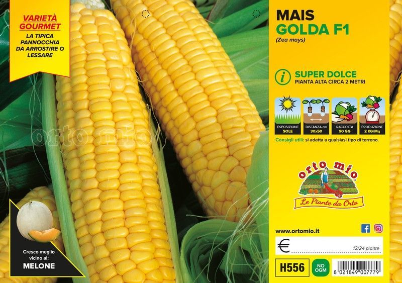 Maiz Dulce Palomitas Golda 12 Plantas En Pack