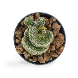 Mammillaria Elongata Cristata