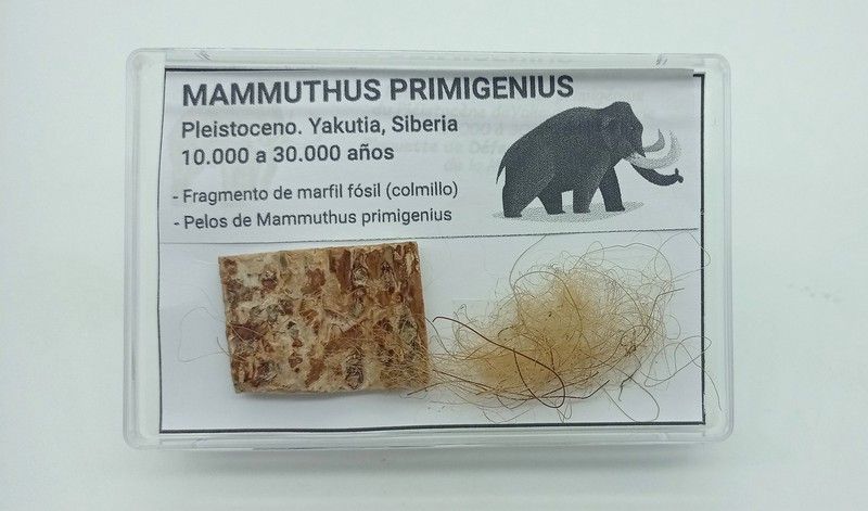 Mammuthus primigenius - Fragmento de marfil (colmillo) + pelos
