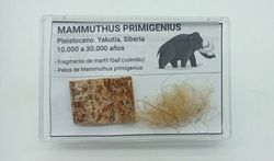 Mammuthus primigenius - Fragmento de marfil (colmillo) + pelos