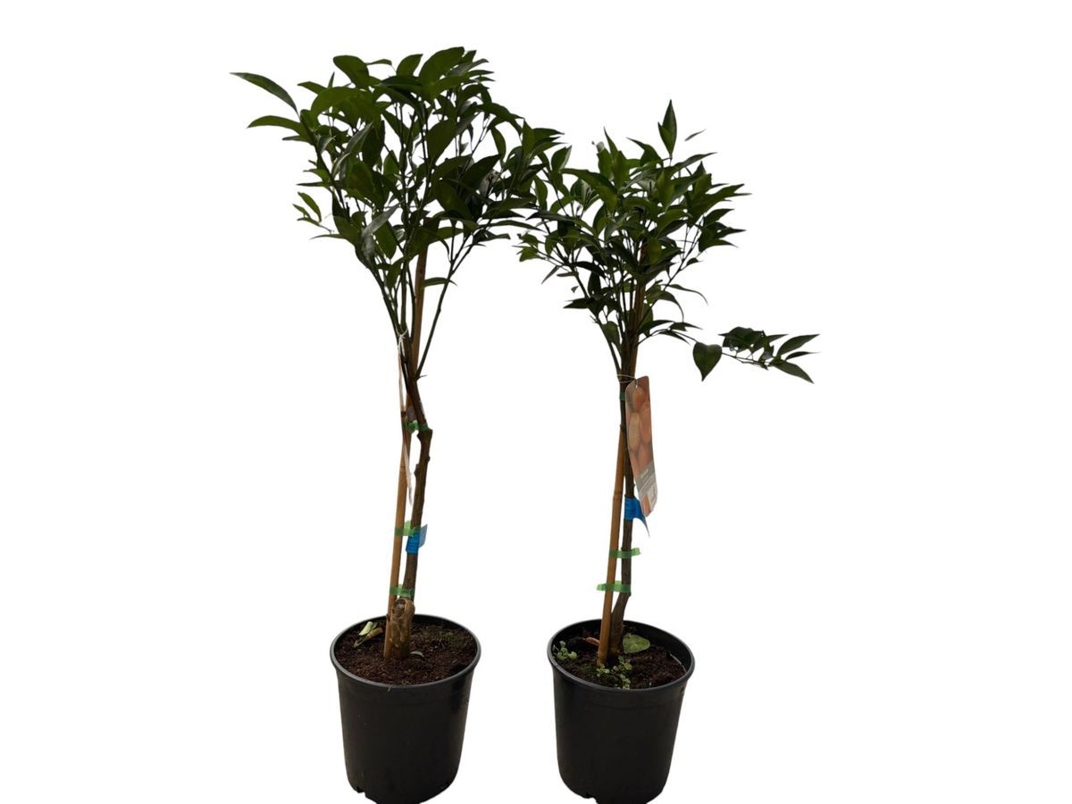 Mandarina clementina Orogrande en maceta