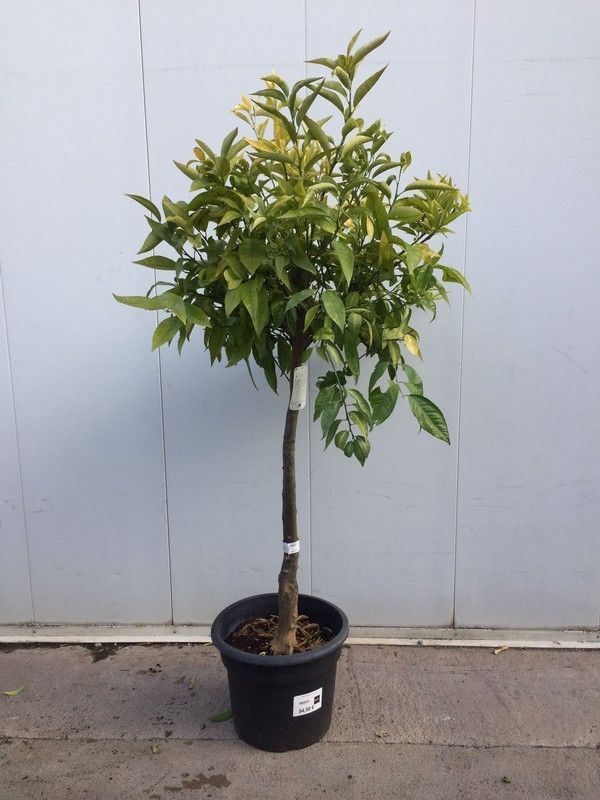 MANDARINO C-40 EXTRA 25 lt