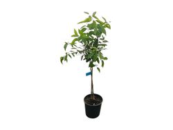 Mandarino Clementino "Oronules"