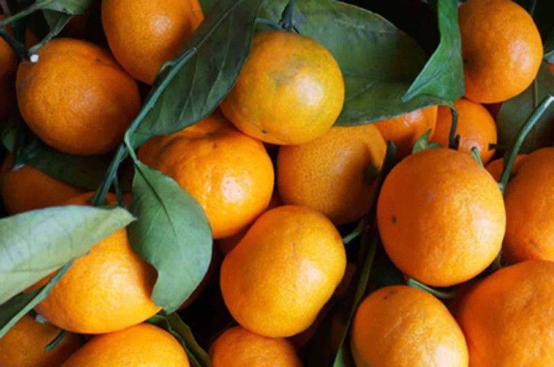 Mandarino en maceta, Citrus x reticulata Ortanique