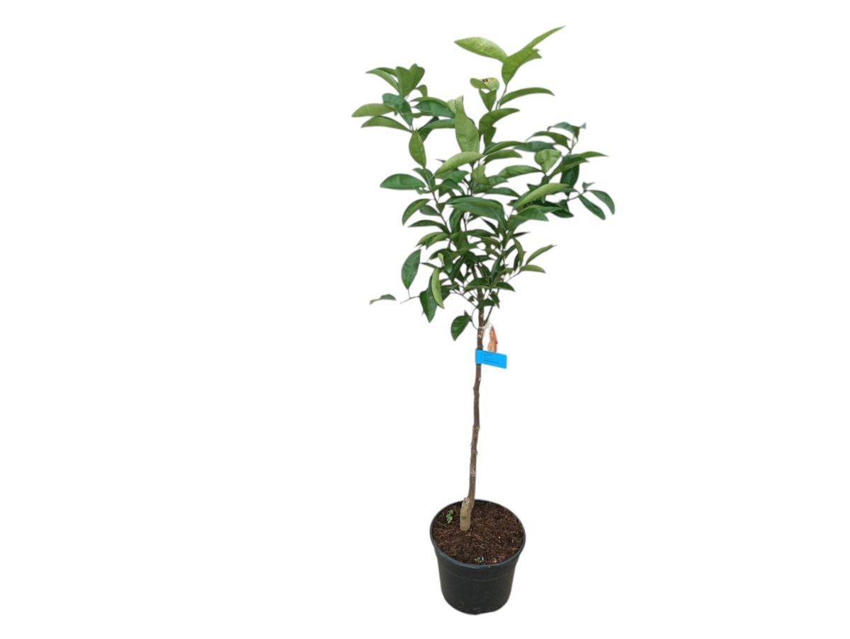 Mandarino Nova - Citrus deliciosa × Citrus reticulata "Nova"