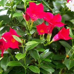 Mandevilla Sundaville Deco