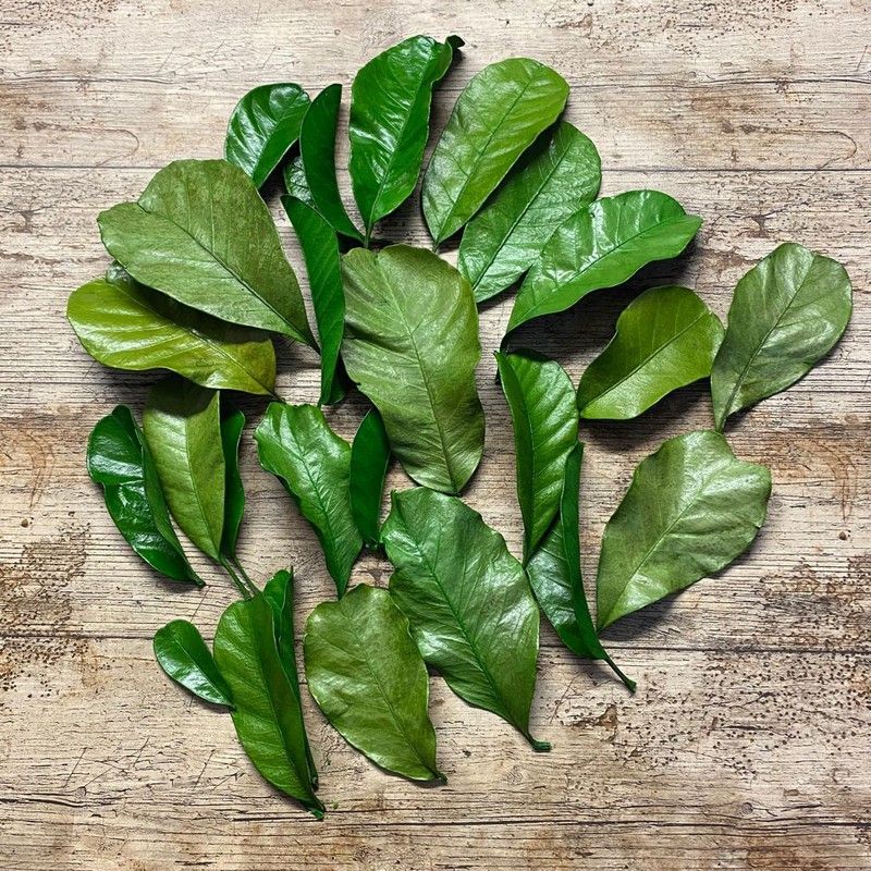 Mandioca Preservada 15/17 hojas