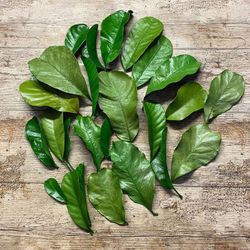 Mandioca Preservada 15/17 hojas