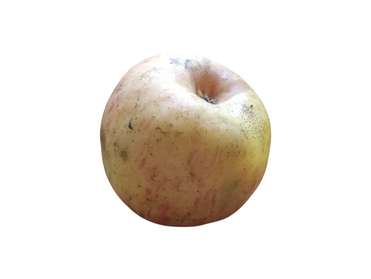 Manzana gallega "Príncipe". Manzana de Galicia