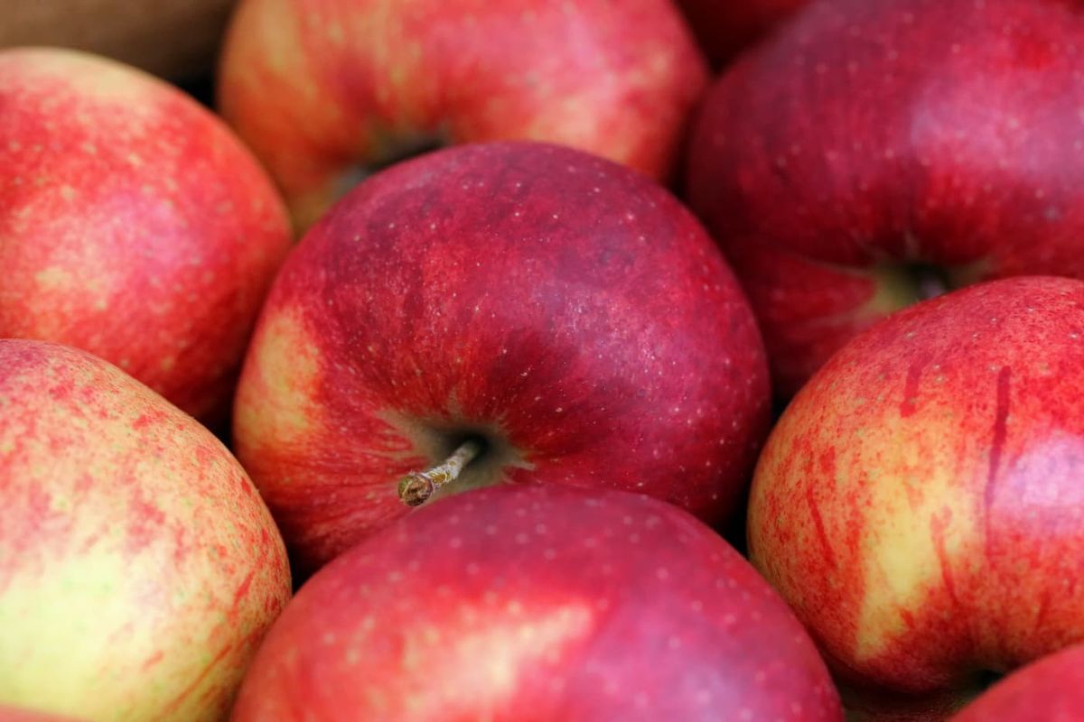 Manzana Jonagored - Árbol frutal de manzano