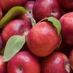 Manzano Abundancia C-24  ITALIA