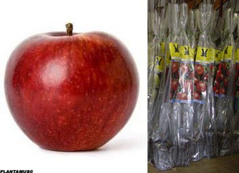 Manzano Cardinal, plantas en cepellón