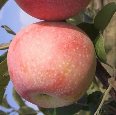 Manzano Florina C-24  ITALIA