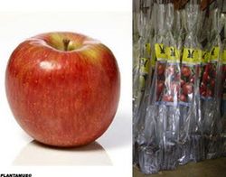 Manzano Fuji 6, en cepellón