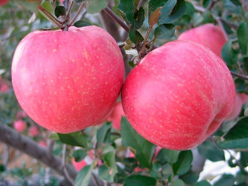 Manzano Gala C-24 ITALIA