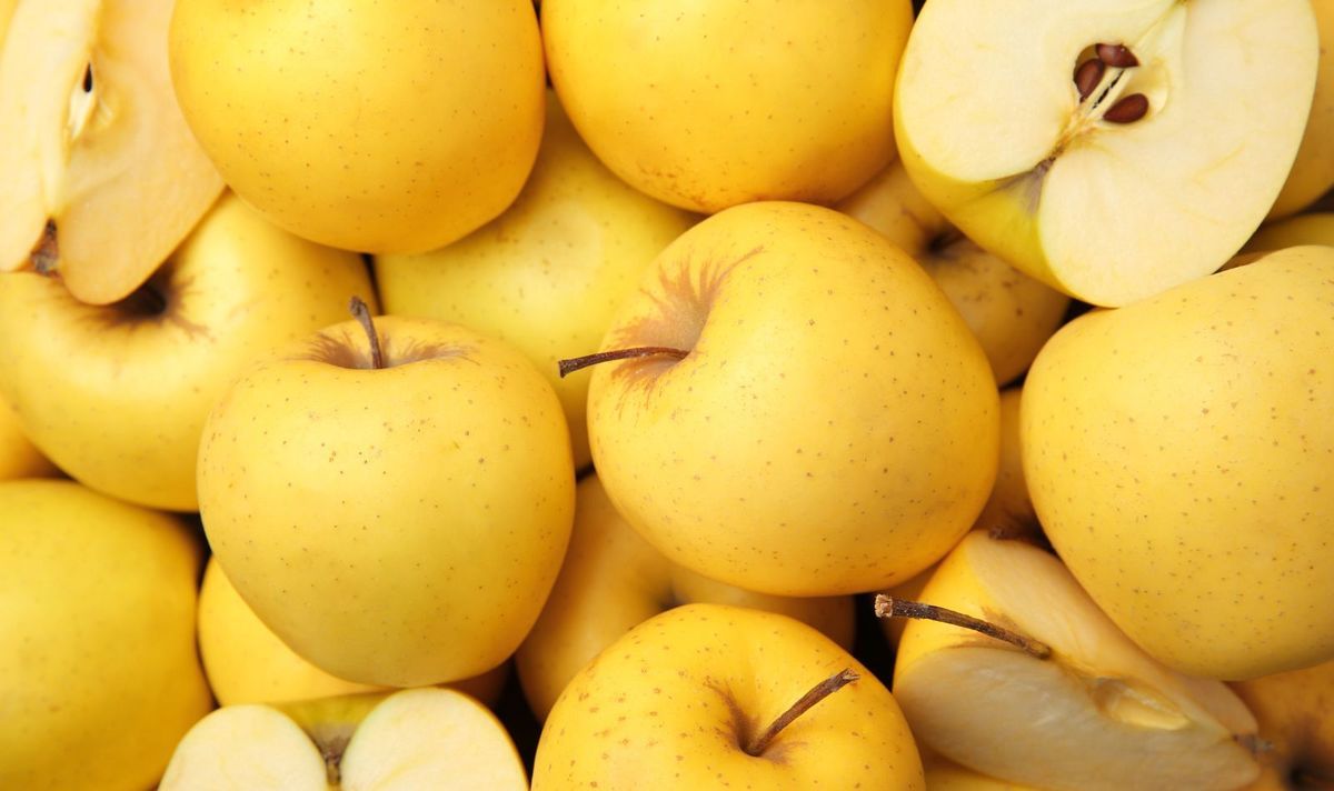 Manzano Golden C-24  ITALIA